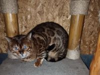 Bengalkater Paulchen sucht seine Familie (incl. Kastration, Stammbaum)