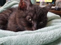 Süße BKH Kitten ab 01.06.2024 abzugeben