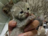 Hallo suche noie familie