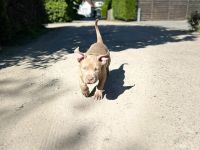 Original American Bully XL Welpe mit Zertifikat