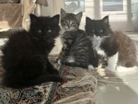 3 BabyKatzen zu verkaufen