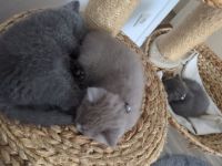 BKH Kitten Blue 12 Wochen alt