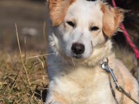 Angus, kleiner Angsthund sucht erfahrenes Zuhause, 34 cm, 2 Jahre alt, kastriert