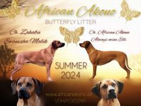 VDH/FCI /DZRR Rhodesian Ridgeback Welpen