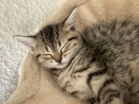 Süße BKH Kitten zu verkaufen