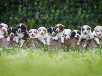 Australian Shepherd Aussies Welpen Reinrassig