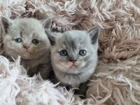 Wunderschöne Britisch Kurzhaar Babys mit Stammbaum