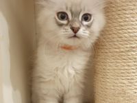 Wunderschöne Kitten Neva Masquarade, Katzenbaby. Abgabebereit.