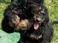 Gross- / Königspudelwelpen , geb. 11.03.24