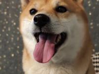 Reinrassiges Shiba Inu Weibchen