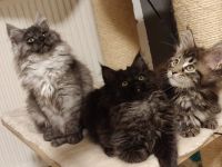12 Wochen alte reinrassige Maine Coon Kitten