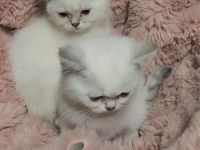 Wunderschöne Bkh blue Point Kitten Weibchen abzugeben