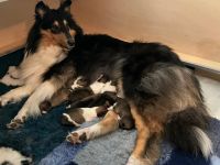 Wunderschöne, reinrassige Colliewelpen mit reinamerikanischer Abstammung suchen das Traumzuhause!