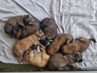 Schäfer-Harzerfuchs Welpen