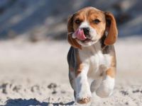 Liebevollen Welpe als Familienmitglied gesucht