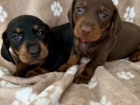 Süße Dackel Welpen