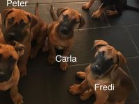 Rhodesian Ridgeback /Appenzeller Jungunde/Welpen