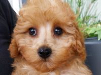 Goldiges Teddymädchen