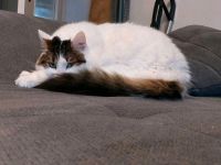 2 Kätzinnen suchen dringend neues Zuhause