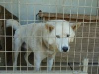 Wolf, ein wunderschöner XXL Mischlingsrüde