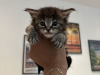Reinrassige Maine Coon kitten