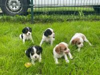 Cavalier king charles spaniel