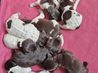 Deutsch Drahthaar  Welpen