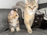 BKH kitten Goldenshaded