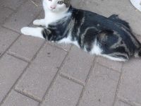 Katzenbaby Norwegischer Waldkatzenmix Katzenbabys