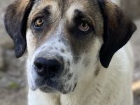 Elliot, geb. ca. 05/2022, lebt in GRIECHENLAND, im städt. Tierheim Serres