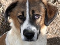 Fiva, geb. ca. 02/2024, lebt in GRIECHENLAND, im städt. Tierheim Serres