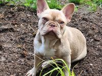 Französische Bulldogge, 5 Monate!