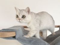 BKH-Mädchen + kastriert + geimpft + gechipt mit Stammbaum - abgabebereit