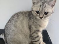 BKH Kitten 4 Monate alt