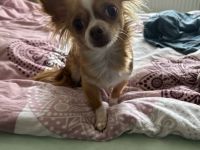 Chihuahua dame