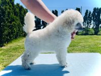 Wunderschönen weißen Toy/Zwergpudel Rüde , mit FCI