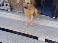 Mischling Rüde Iceman 9 Monate