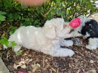 Bolonka Zwetna Welpen