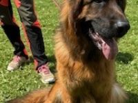 Langstockhaarschäferhunderüde, 16 Monate alt, schwarz/ braun sucht Liebhaber