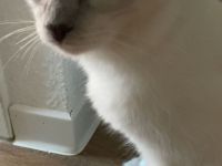 Siam Birma Mix Kater verkaufen