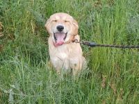 Rüde Freddie / derzeit noch in Griechenland