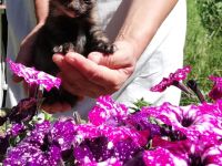 Babykätzchen Kater Katze Kitten Glückskatze