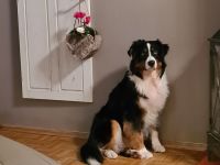 Australian Shepherd Black Tri 4 Jahre
