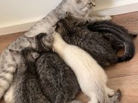 Süße BKH Kitten in Augsburg !