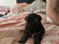 Chihuahua- Shih-Tzu Welpen