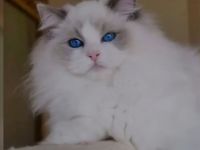Ragdoll kitten mit Stammbaum