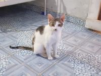 Katze Inverness möchte in ein Zuhause ziehen dürfen!