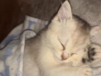 Mila sucht ein neues Zuhause (3 Monate alt)