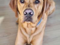 Wunderschöner Deckrüde