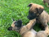 Wir suchen ein Liebevolles Zuhause